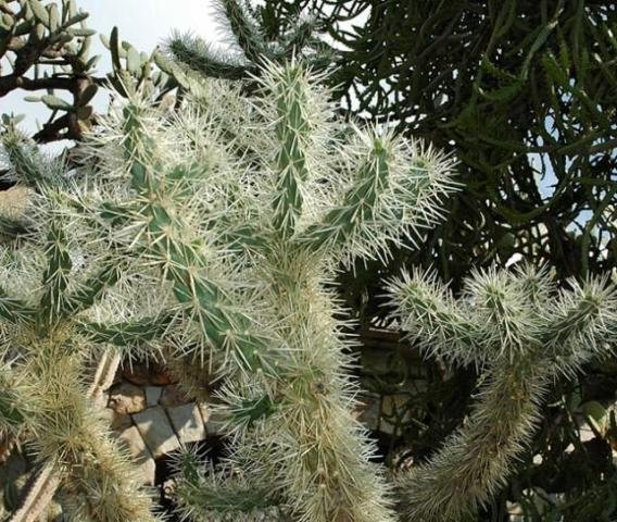 Opuntia_rosea